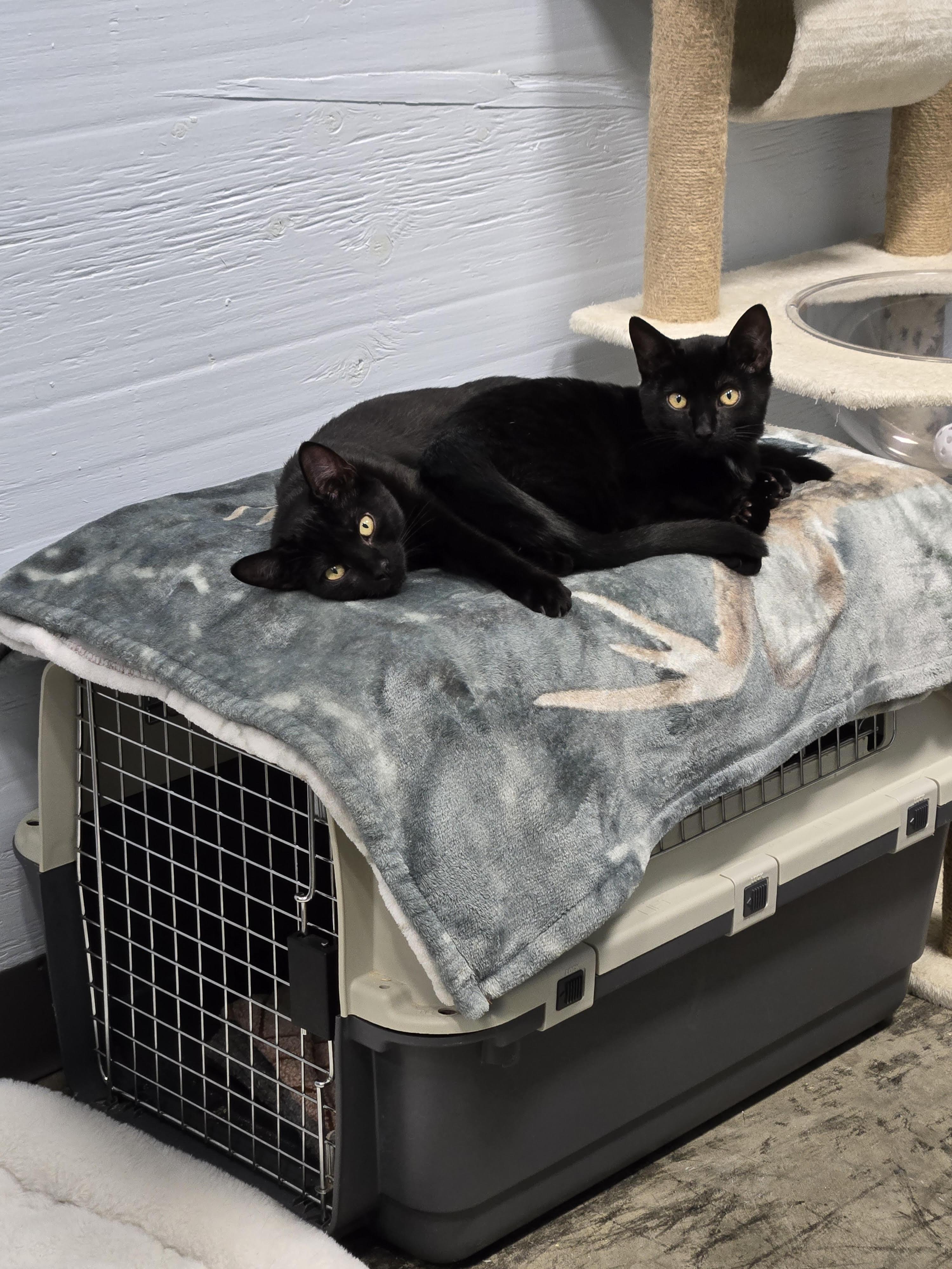 Enlarge Zephyr , a Adoptable Domestic Short Hair in Mission, BC image 3/3