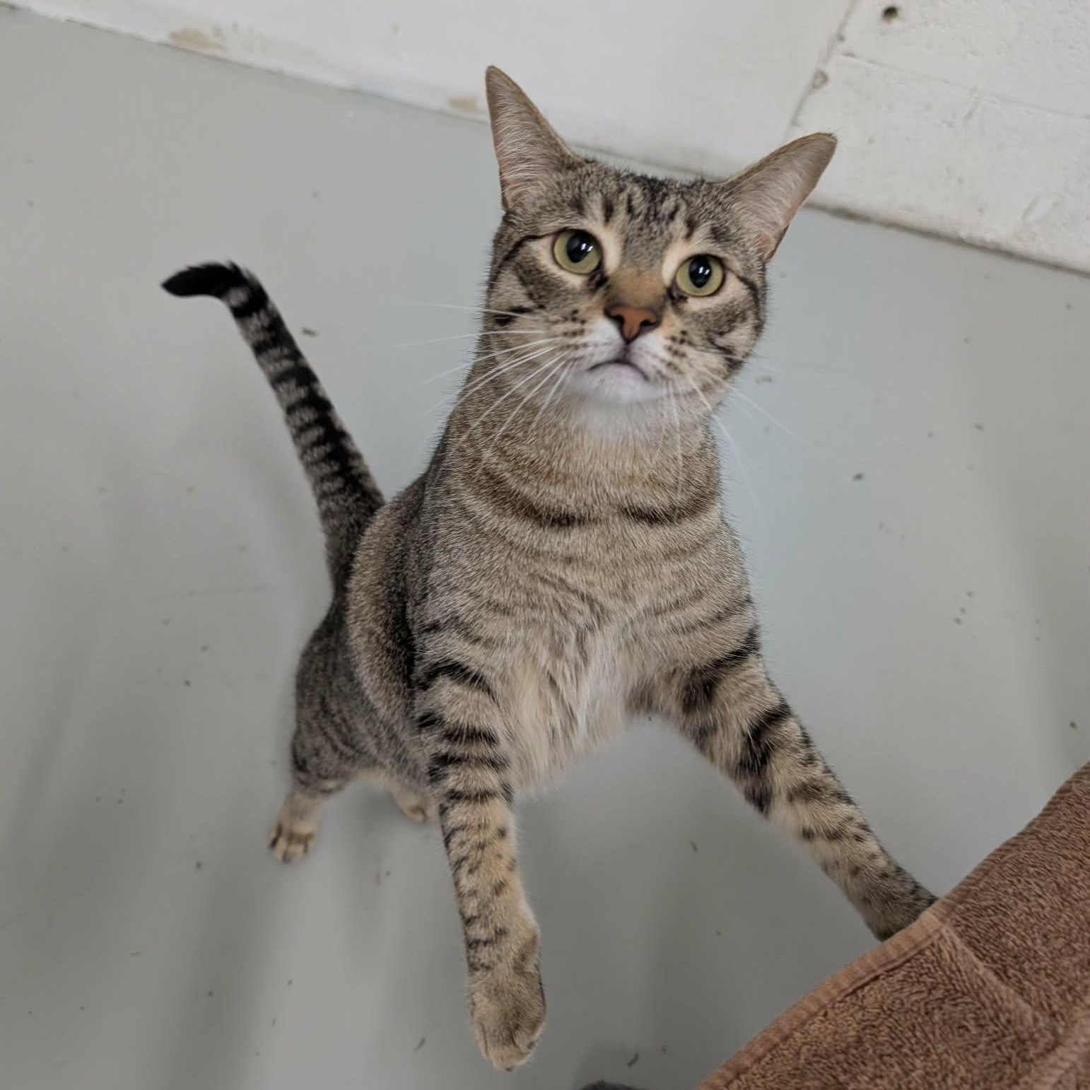 Enlarge Jojo, a ADOPTABLE Domestic Short Hair in West Palm Beach, FL image 1/5