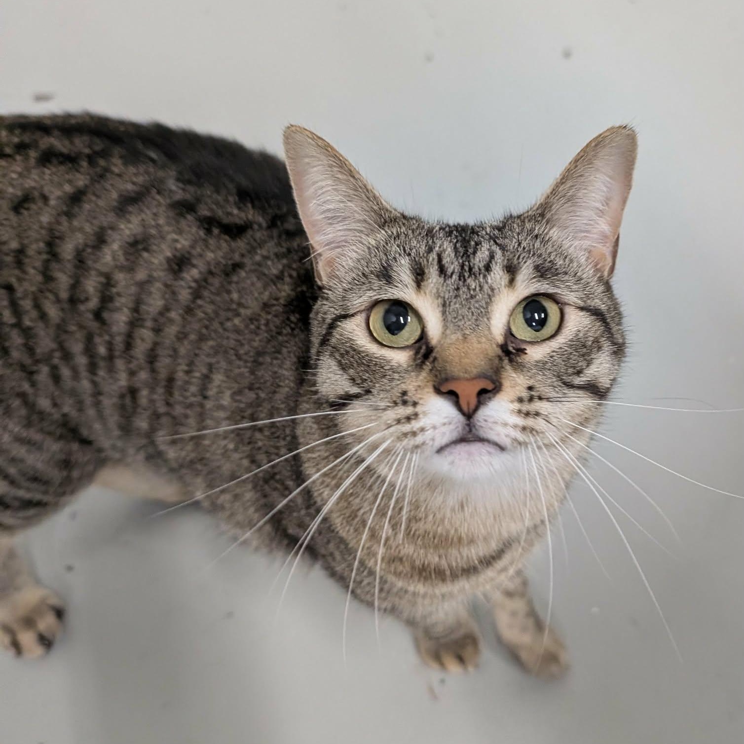 Enlarge Jojo, a ADOPTABLE Domestic Short Hair in West Palm Beach, FL image 2/5