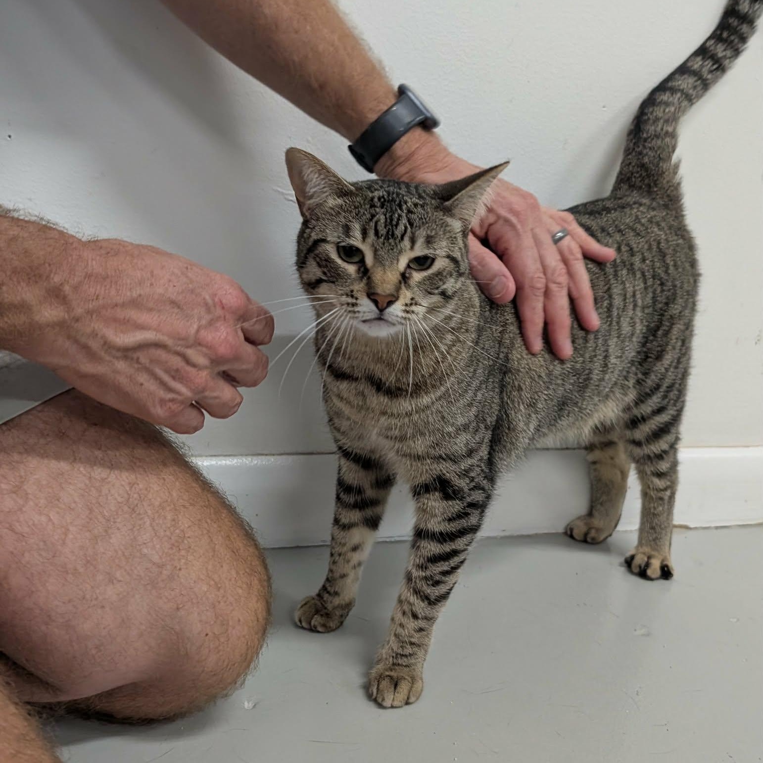 Enlarge Jojo, a ADOPTABLE Domestic Short Hair in West Palm Beach, FL image 3/5