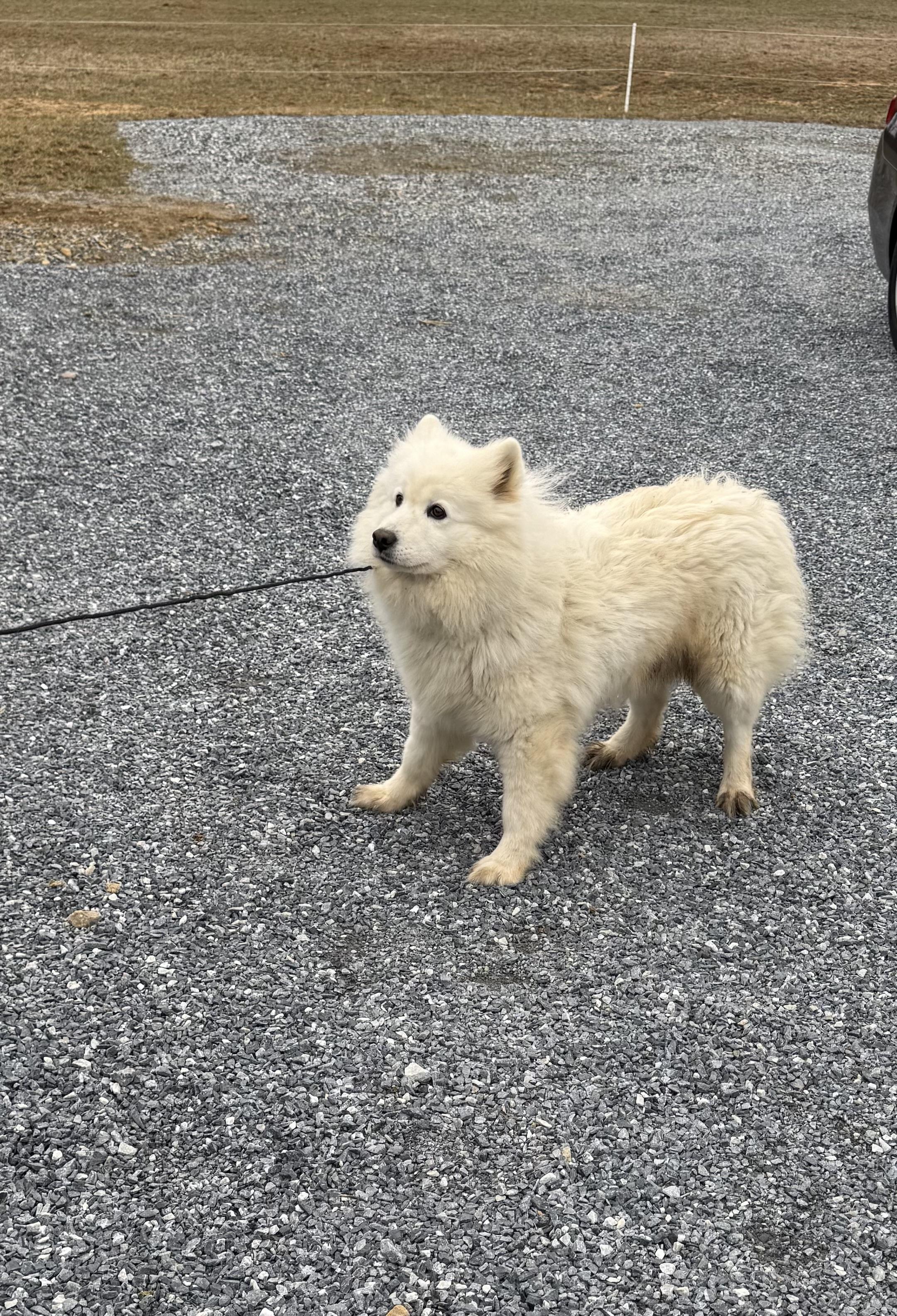 Fiona, an adoptable Samoyed in Lehigh Valley, PA, 18002 | Photo Image 3