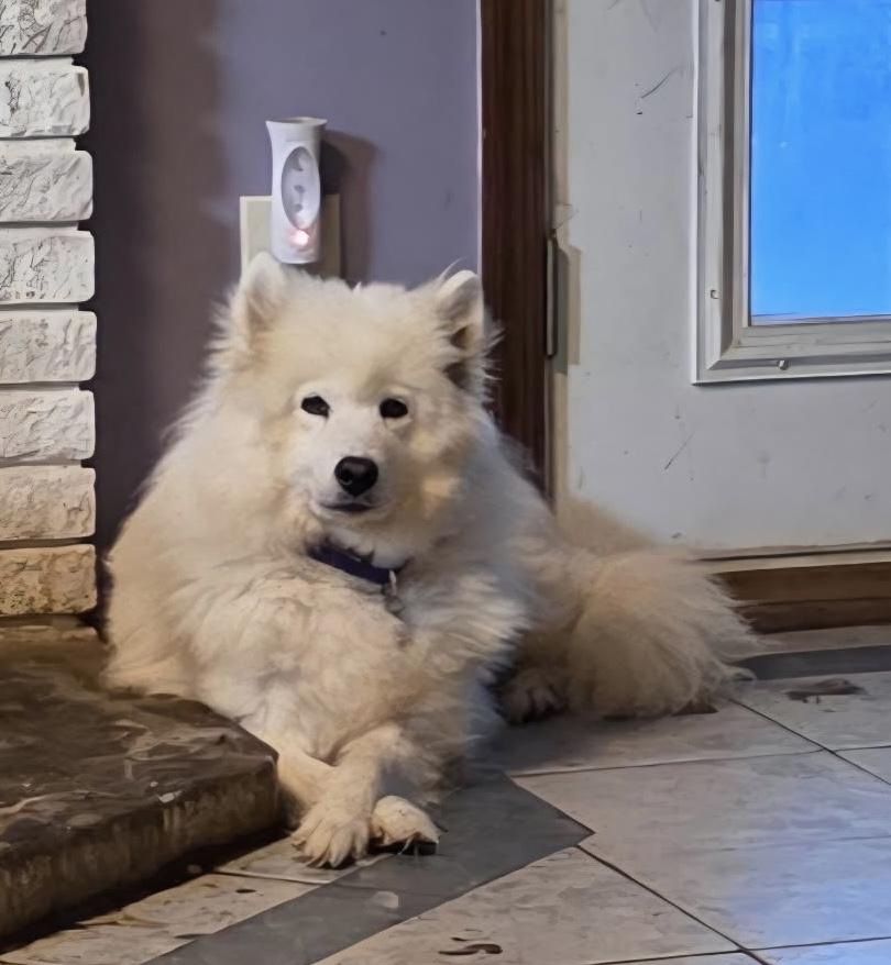 Enlarge Fiona, an adopted Samoyed in Lehigh Valley, PA image 1/1
