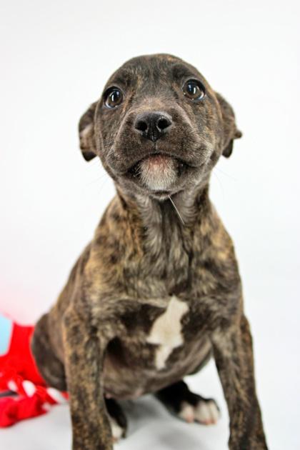 Tortilla — thumbnail 2