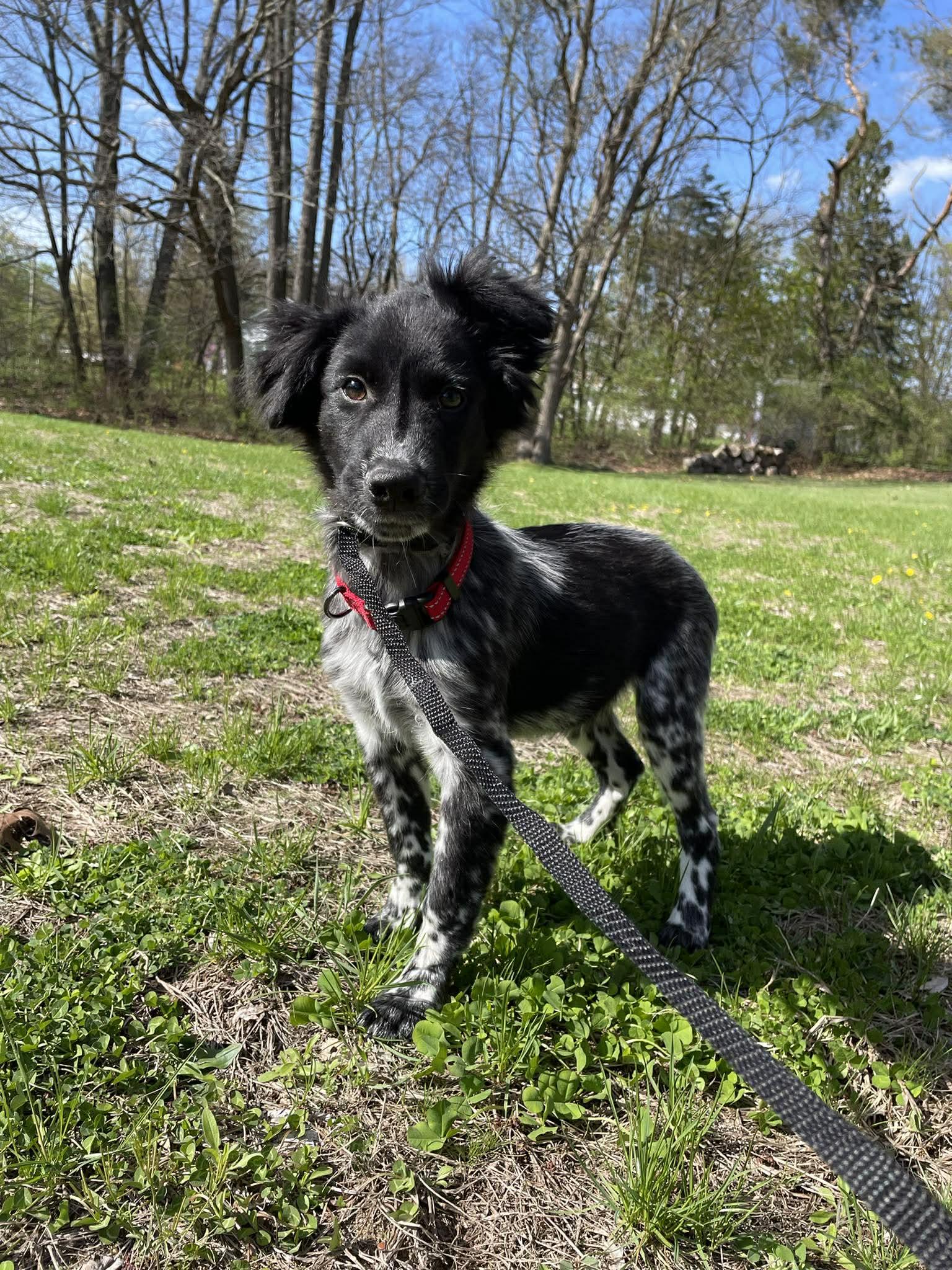 Enlarge Dylan, a ADOPTABLE mixed breed in Kalamazoo, MI image 5/6