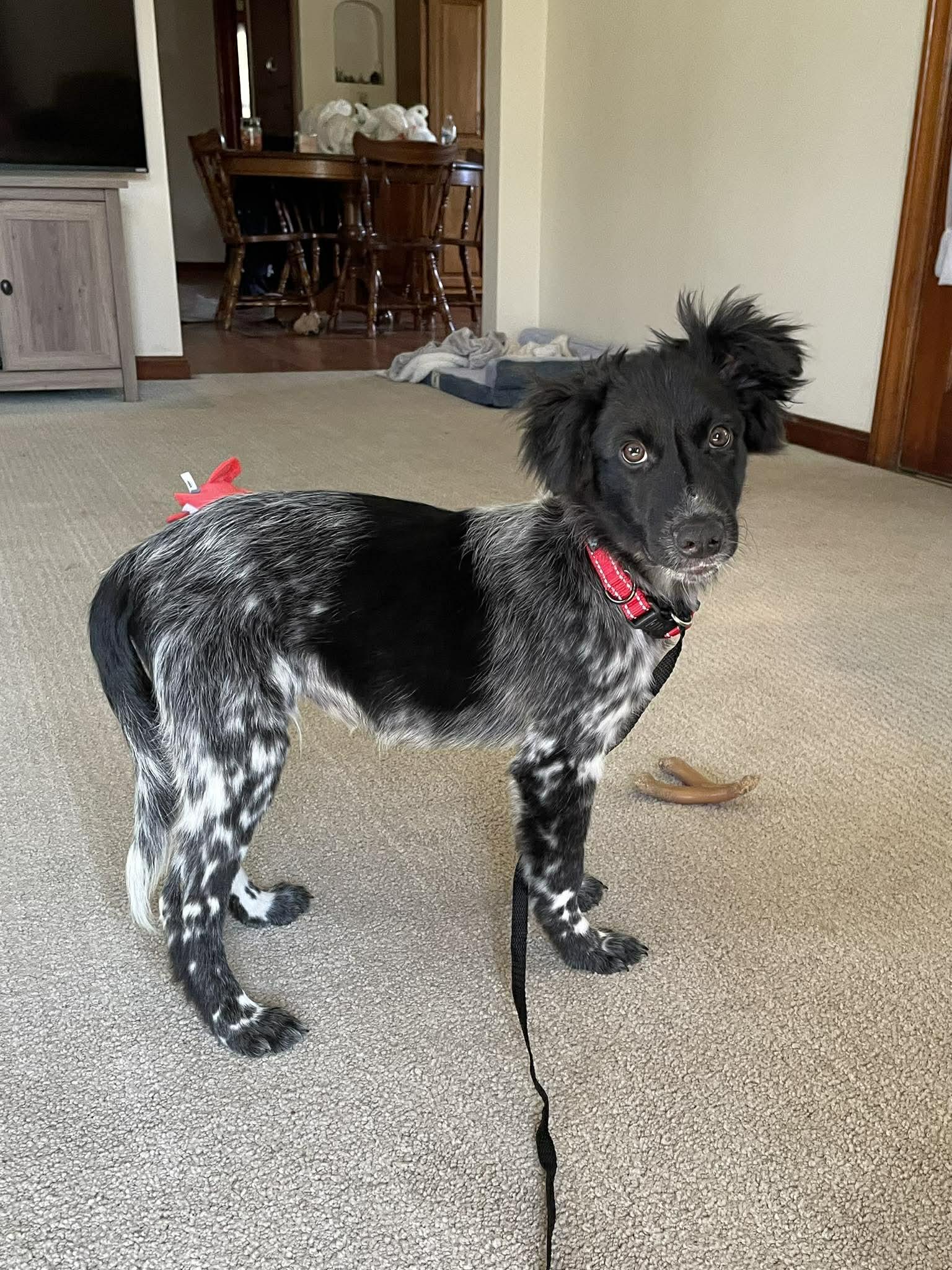 Enlarge Dylan, a ADOPTABLE mixed breed in Kalamazoo, MI image 6/6