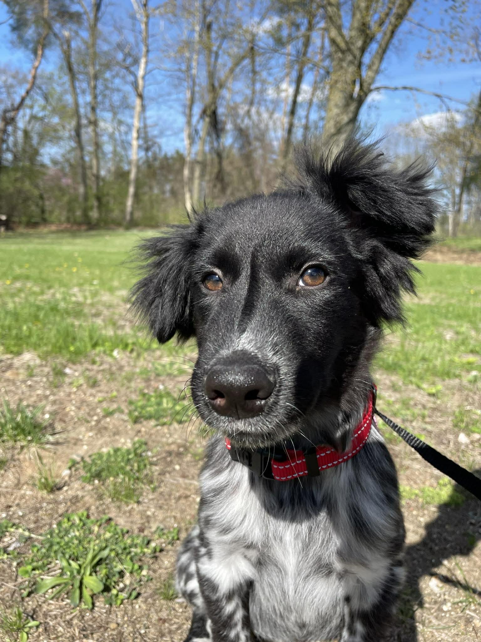 Enlarge Dylan, a ADOPTABLE mixed breed in Kalamazoo, MI image 4/6