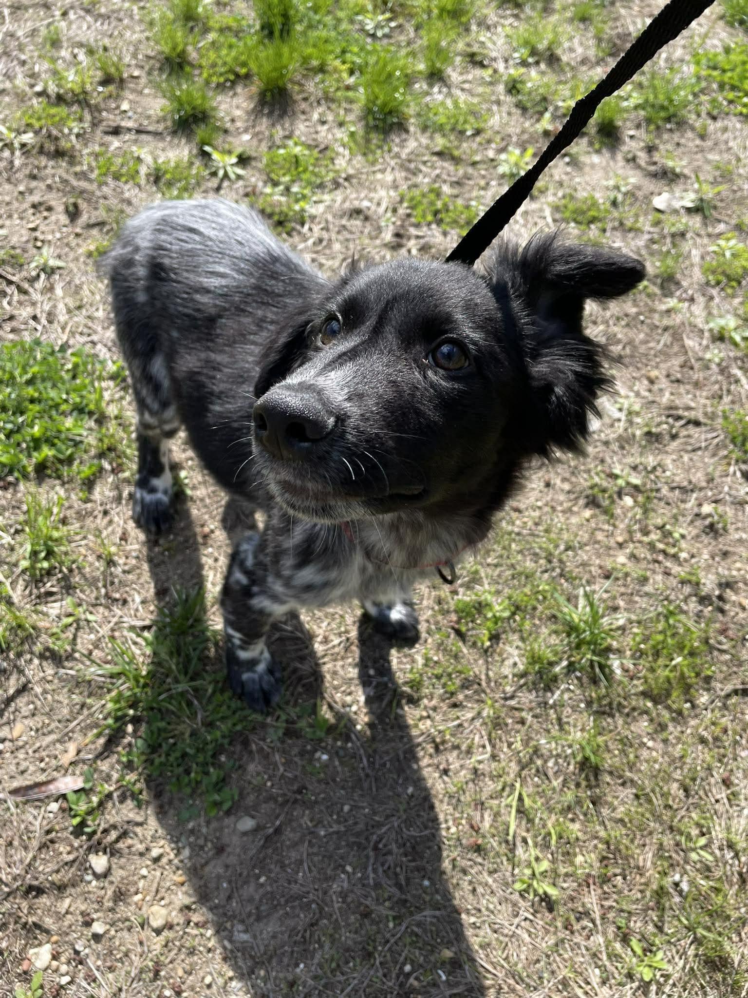 Enlarge Dylan, a ADOPTABLE mixed breed in Kalamazoo, MI image 2/6