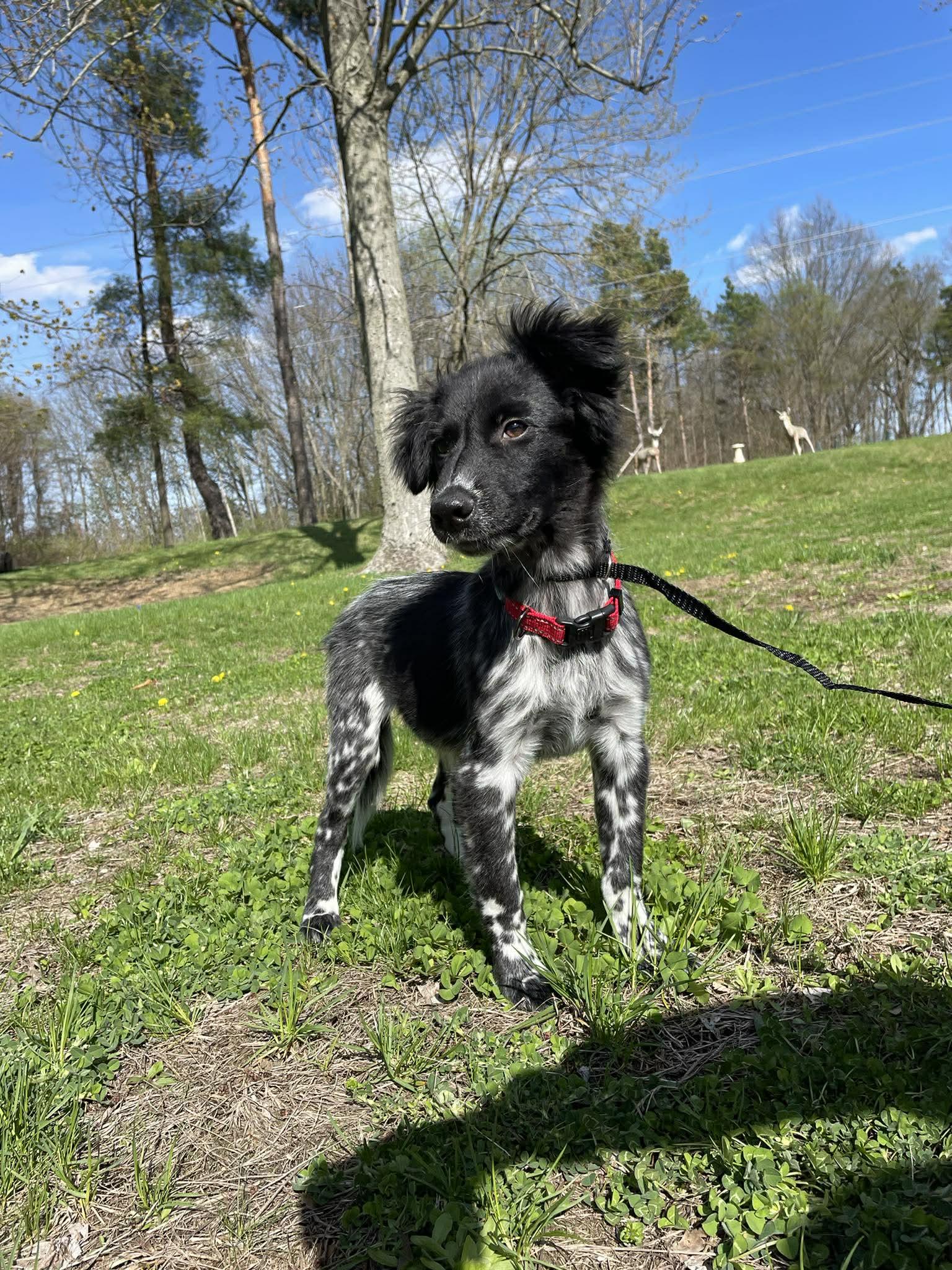 Enlarge Dylan, a ADOPTABLE mixed breed in Kalamazoo, MI image 3/6