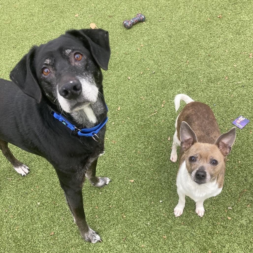 Bunny, Adoptable, Adult Female Terrier & Chihuahua.