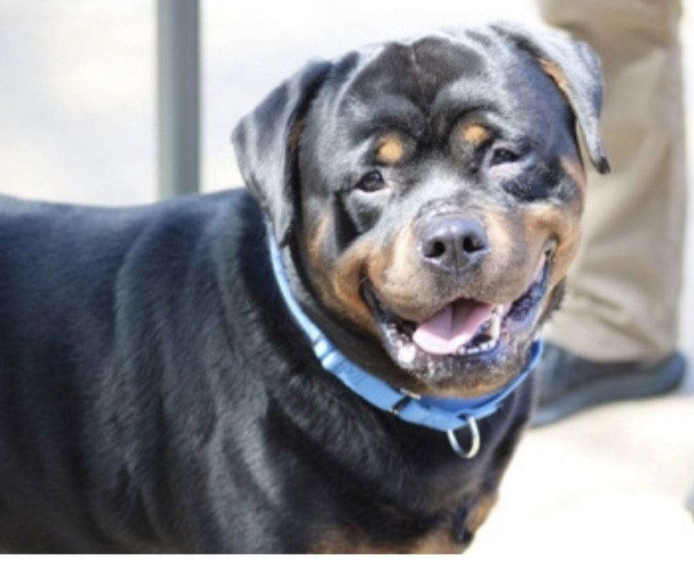 Gunner, Adoptable, Adult Male Rottweiler.