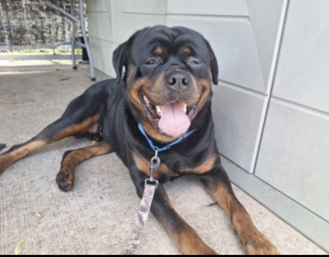 Enlarge Gunner, a Adoptable Rottweiler in Hillsboro, NH image 2/2