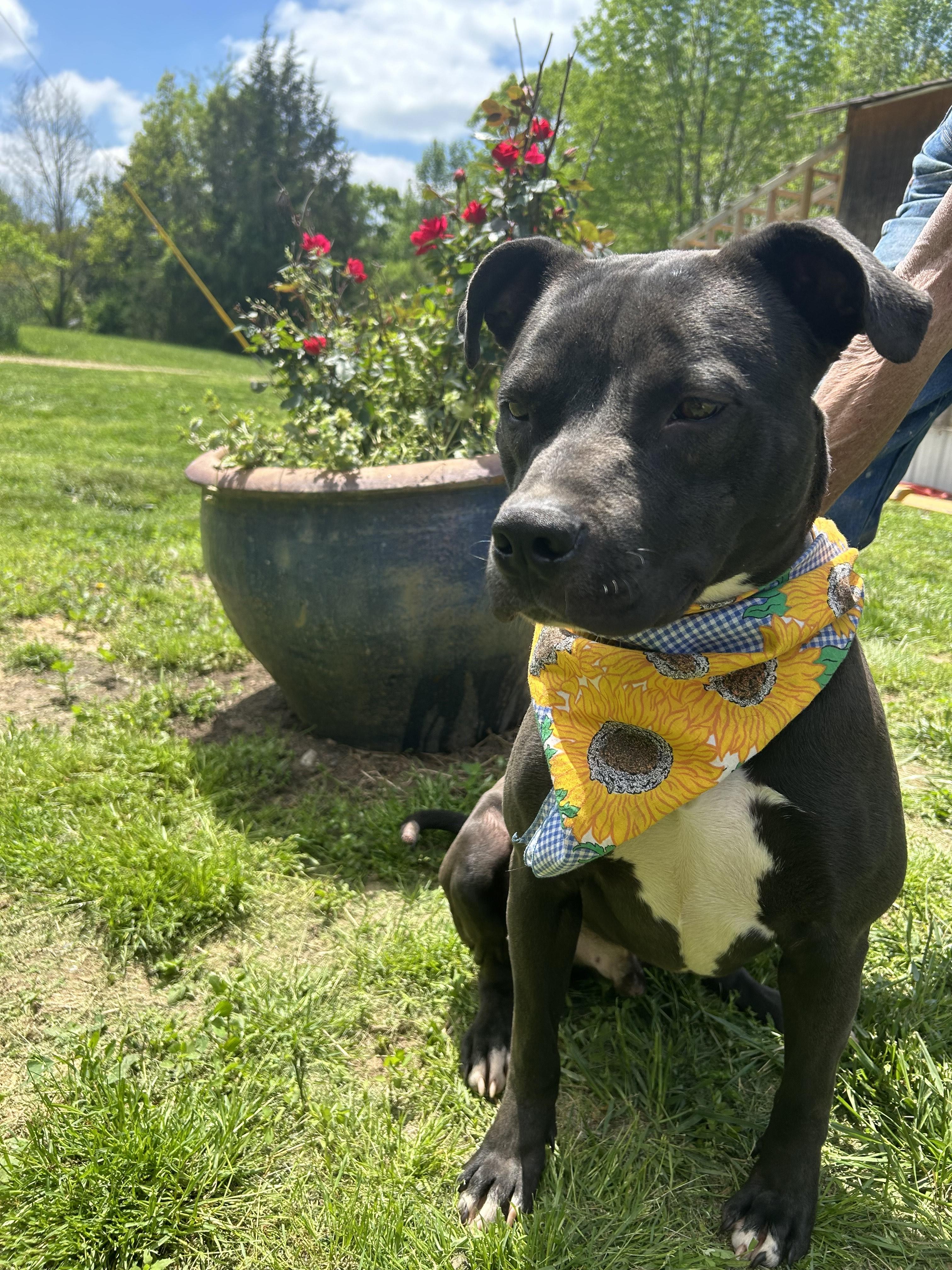 Enlarge Enzo, a Adoptable mixed breed image 1/5