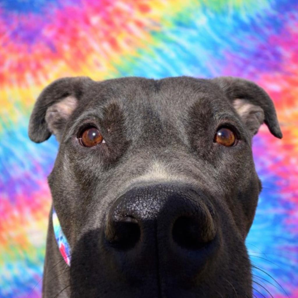 Enlarge Enzo, a Adoptable mixed breed in Scottsville, KY image 3/3