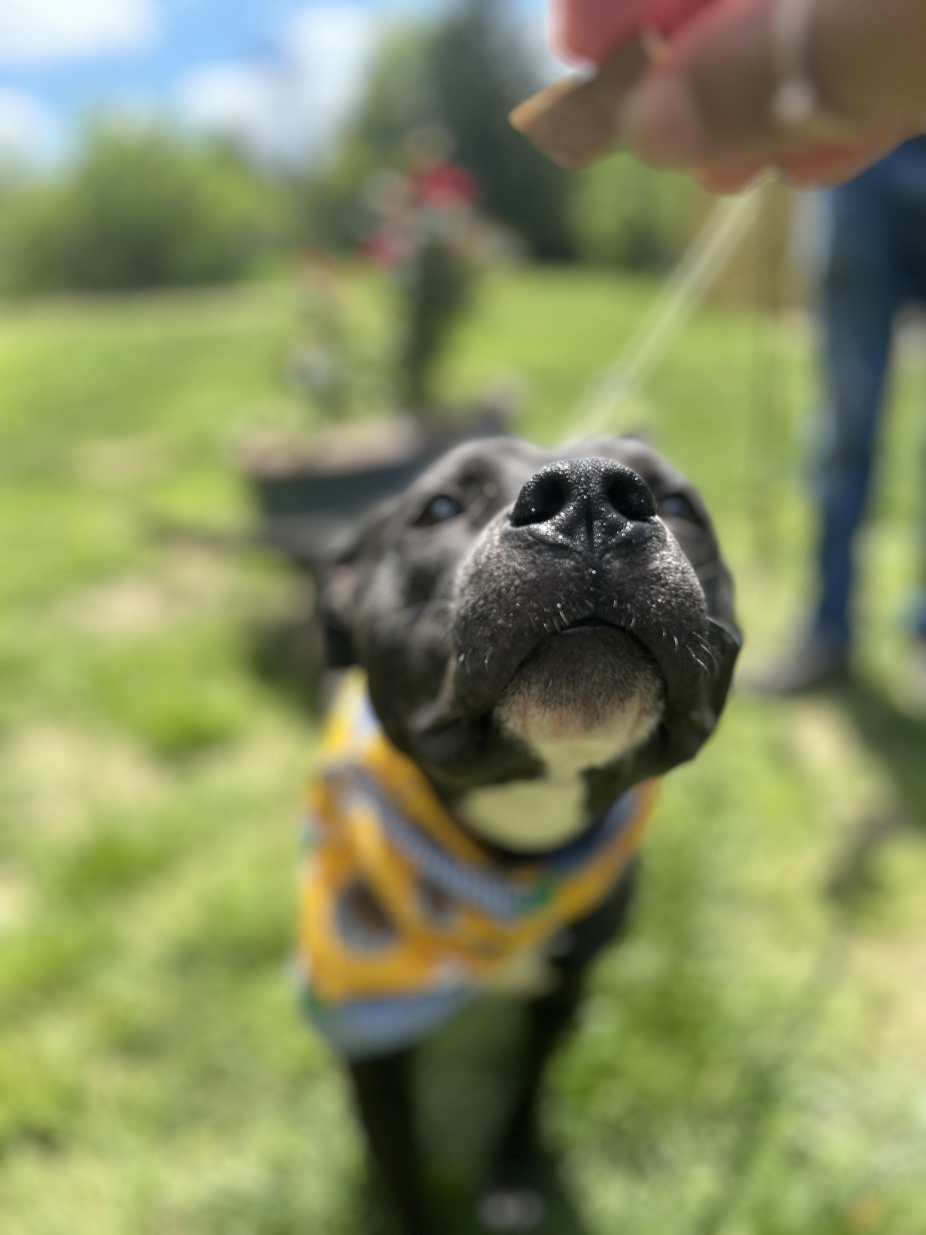 Enlarge Enzo, a Adoptable mixed breed image 2/5