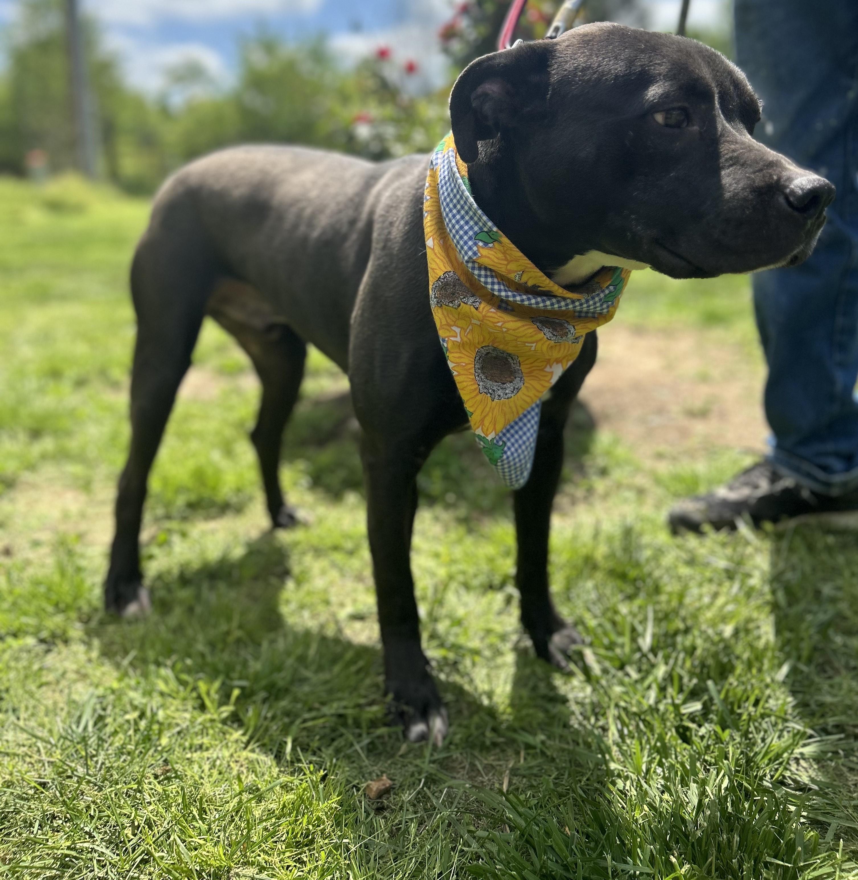 Enzo, Adult Male American Staffordshire Terrier