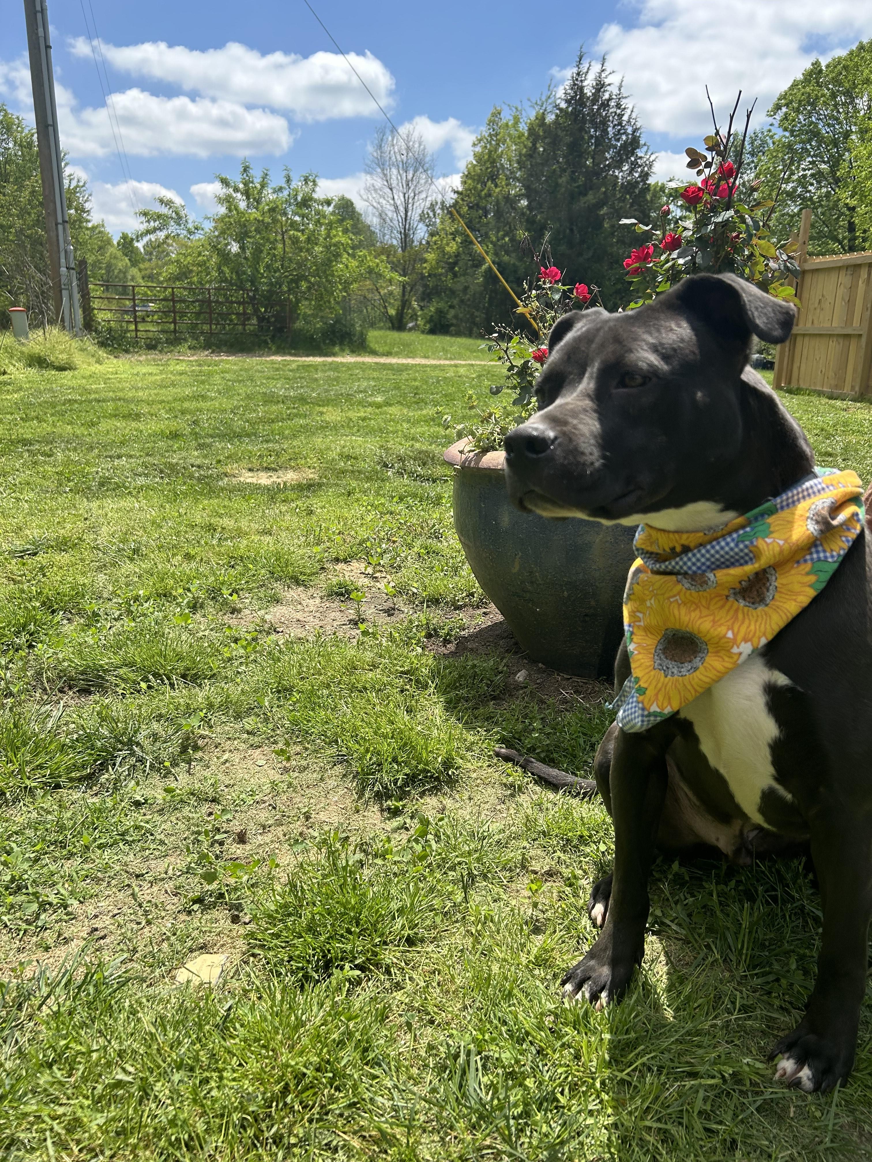 Enlarge Enzo, a Adoptable mixed breed image 4/5