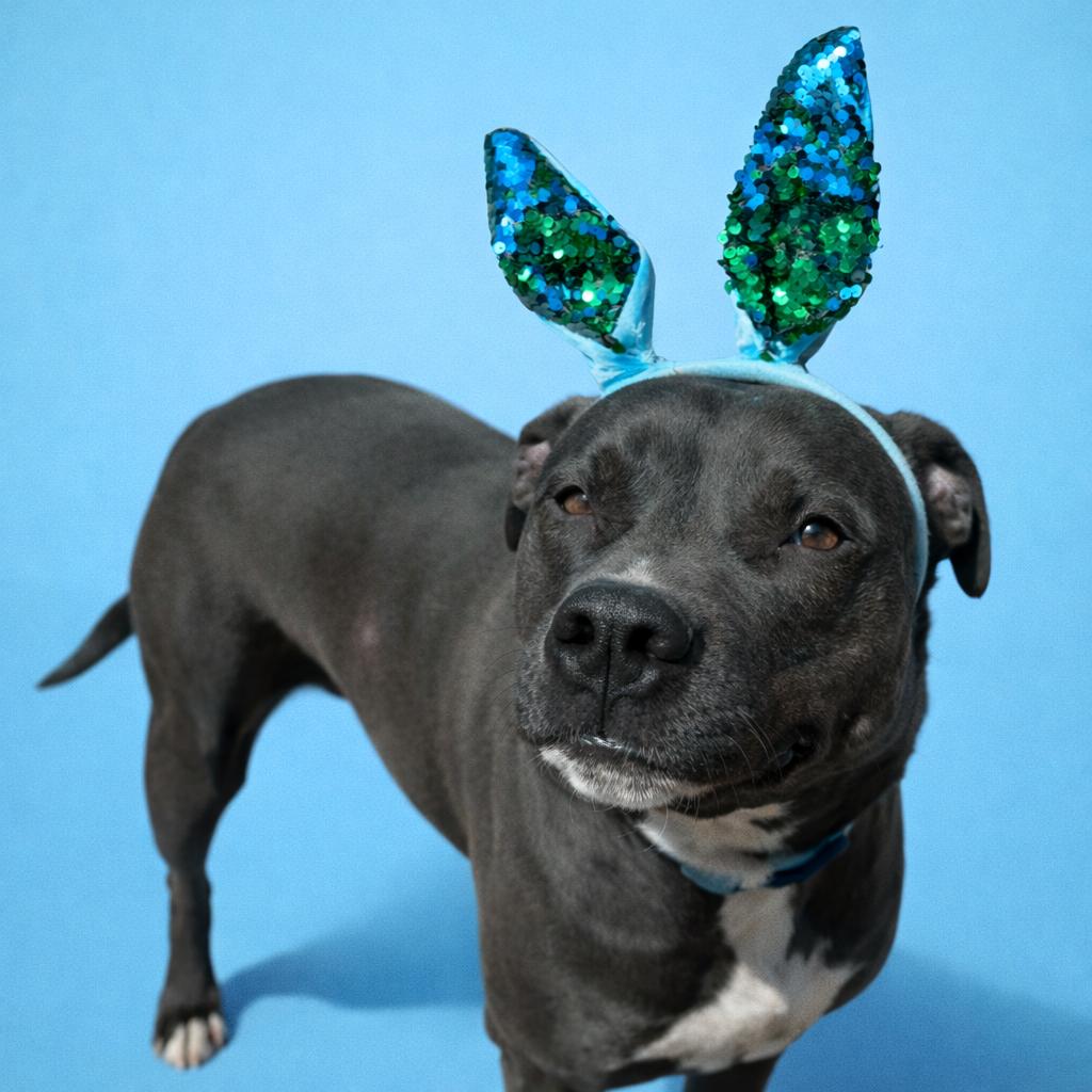 Enzo, Adoptable, Adult Male American Staffordshire Terrier.