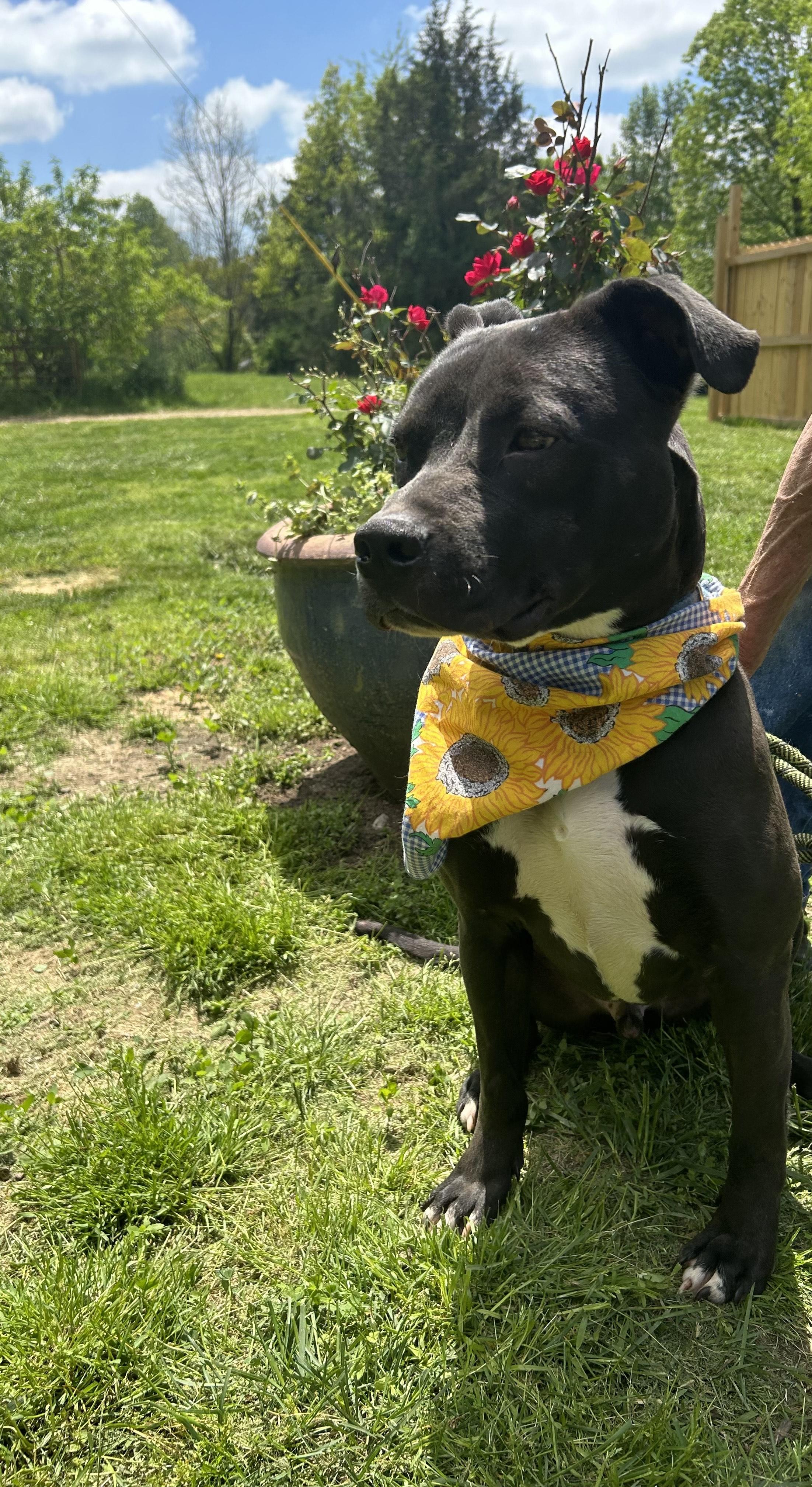 Enlarge Enzo, a Adoptable mixed breed image 5/5