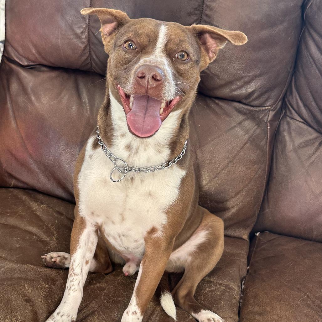 Bradford, a Adoptable Mixed Breed in Ponca City, OK image 1/6