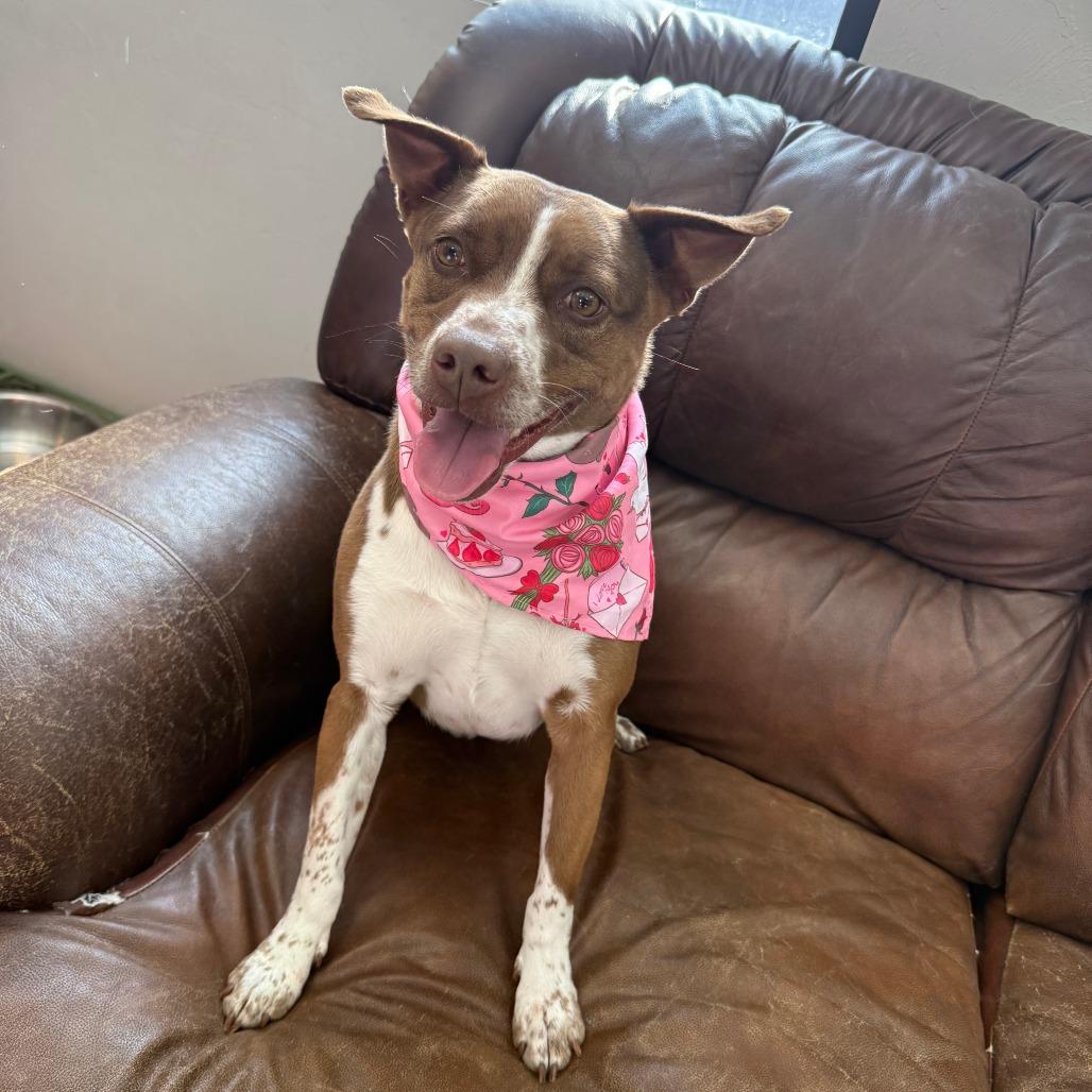 Enlarge Bradford, a Adoptable Mixed Breed in Ponca City, OK image 2/6