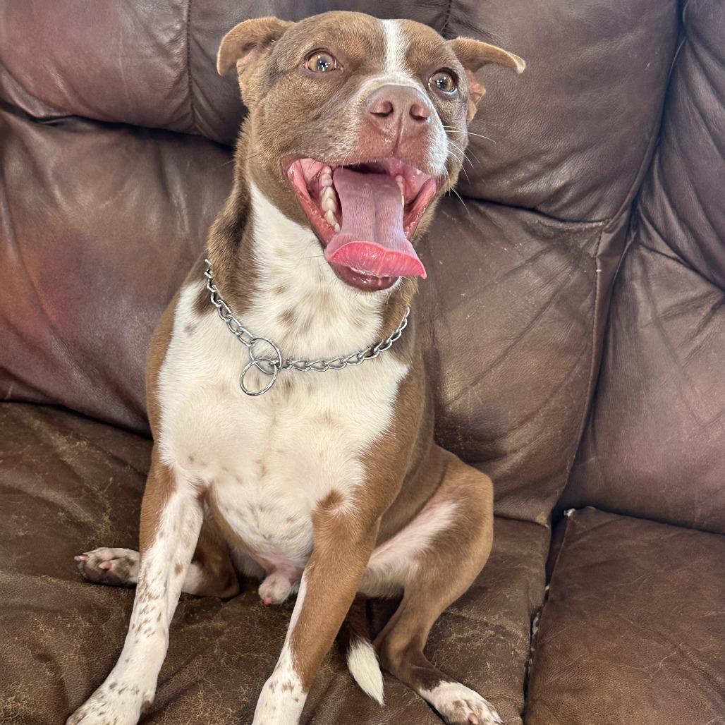 Bradford, a Adoptable Mixed Breed in Ponca City, OK image 2/6