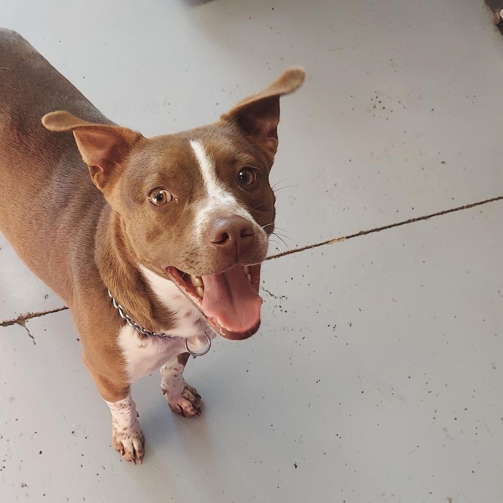 Bradford, a Adoptable Mixed Breed in Ponca City, OK image 3/6