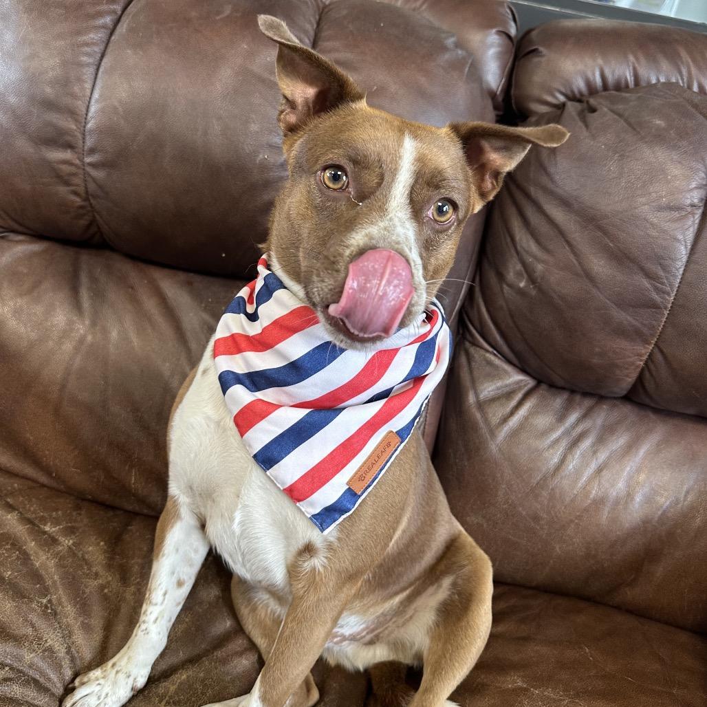 Bradford, a Adoptable Mixed Breed in Ponca City, OK image 4/6