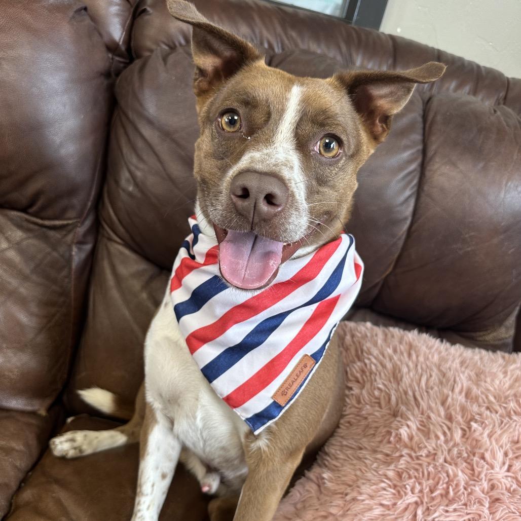 Bradford, a Adoptable Mixed Breed in Ponca City, OK image 5/6