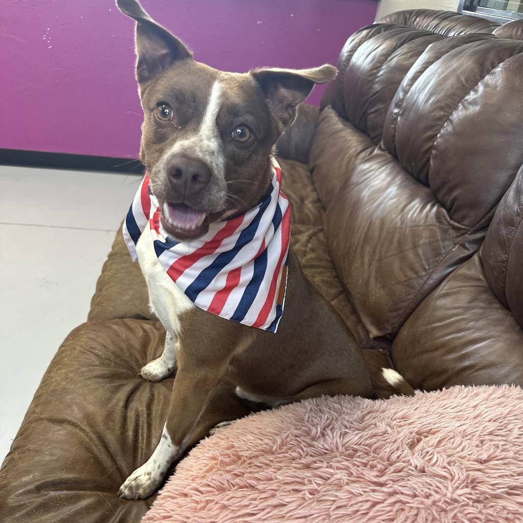 Bradford, a Adoptable Mixed Breed in Ponca City, OK image 6/6