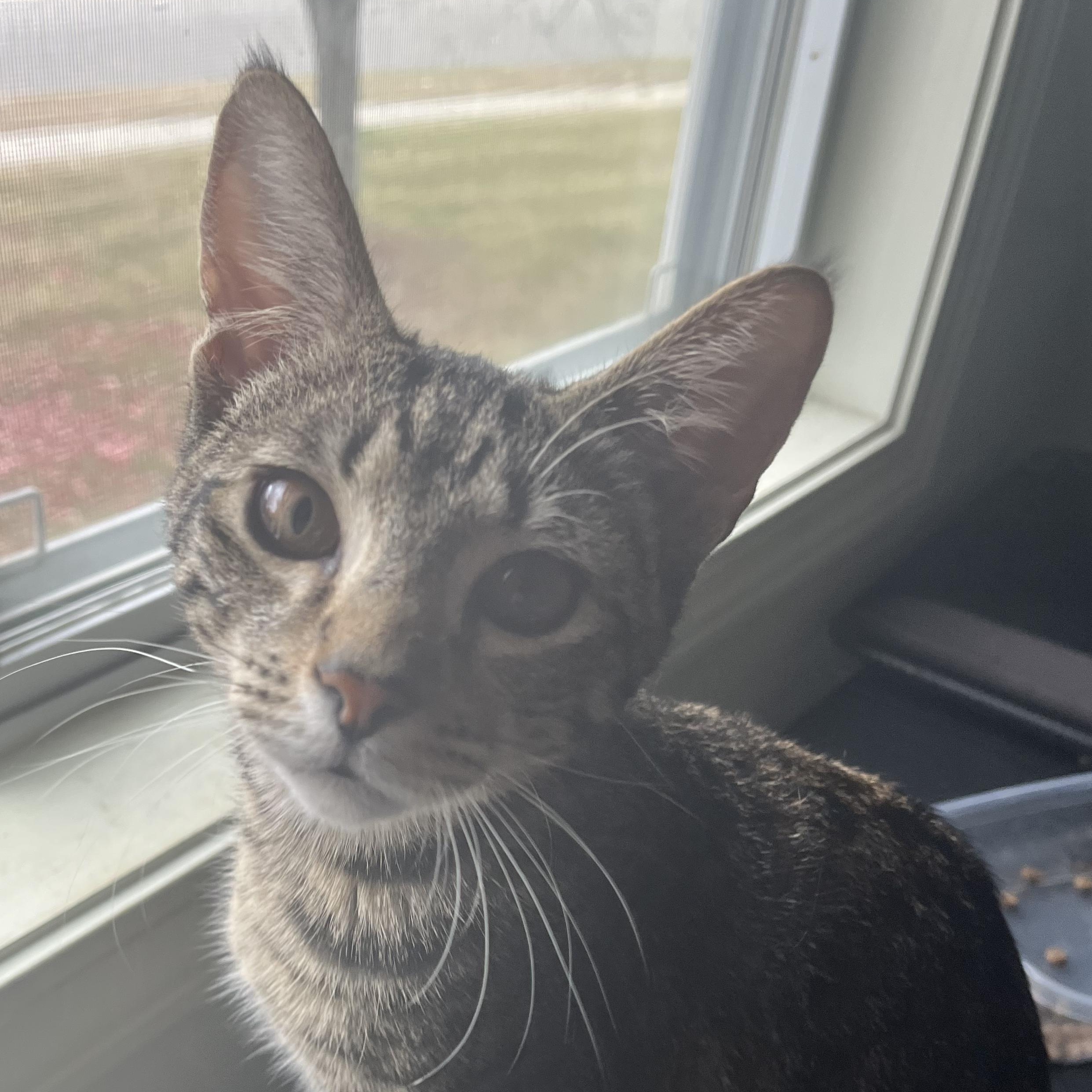 Lewis, Adoptable, Kitten Male Domestic Short Hair.