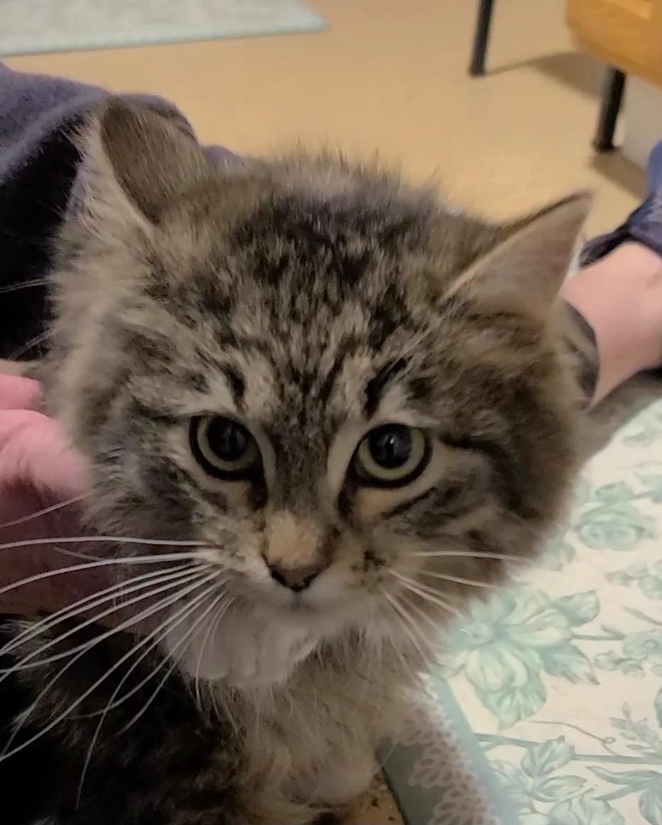 Enlarge Laisy, a ADOPTABLE Domestic Long Hair in Elizabeth, IL image 2/2