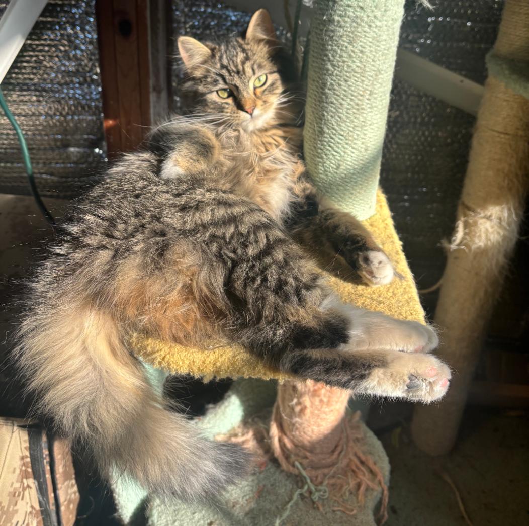 Enlarge Laisy, a ADOPTABLE Domestic Long Hair in Elizabeth, IL image 1/2