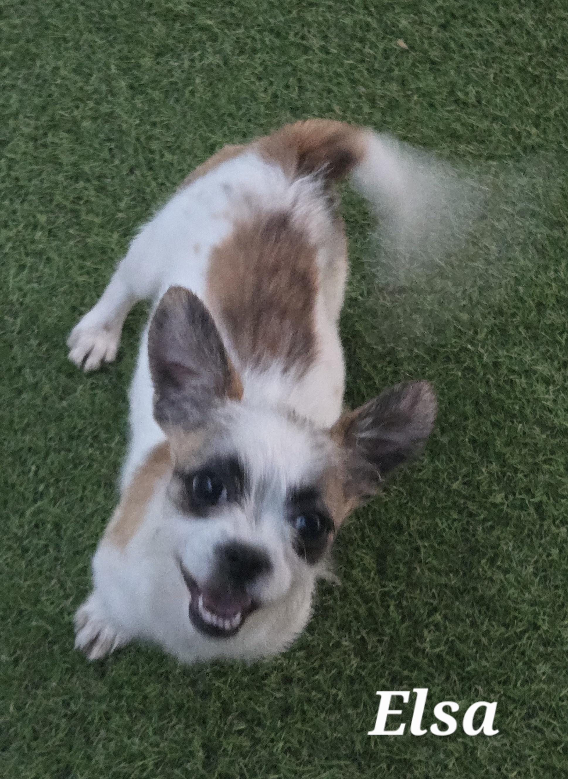 Enlarge Elsa, a ADOPTABLE mixed breed in Austin, TX image 2/3