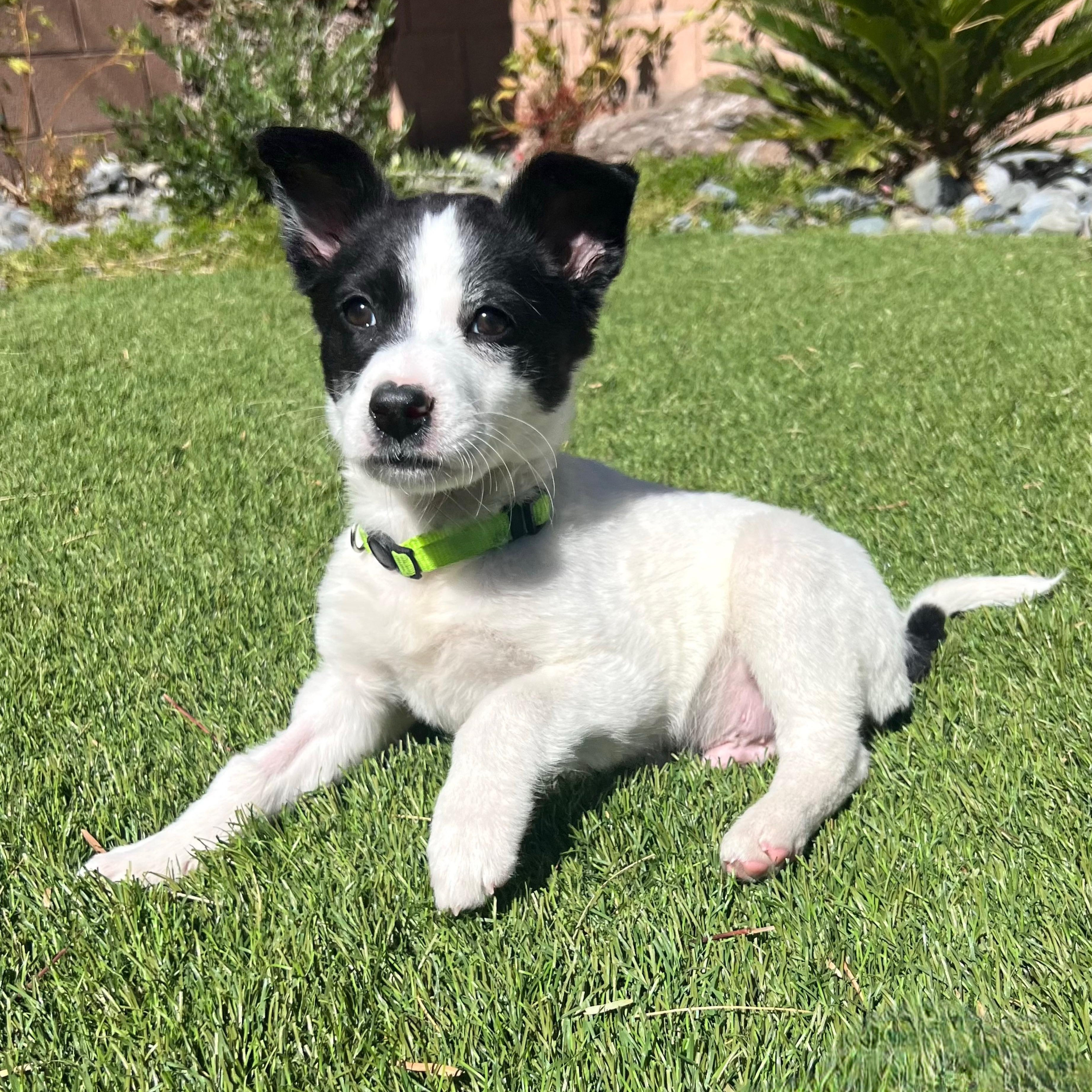 Yosemite , Adoptable, Puppy Male Mixed Breed.