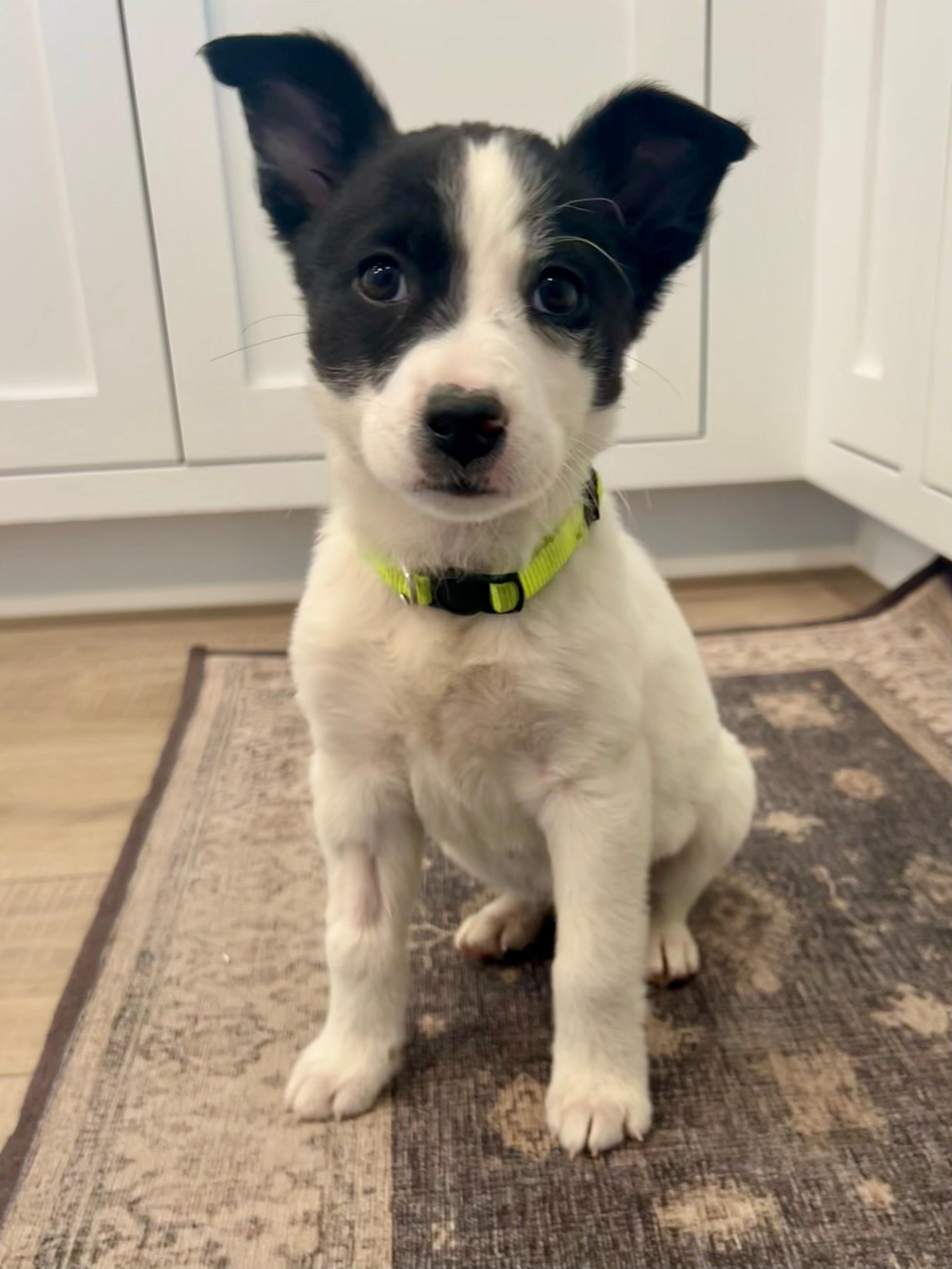 Enlarge Yosemite , a Adoptable mixed breed in Henderson, NV image 2/2