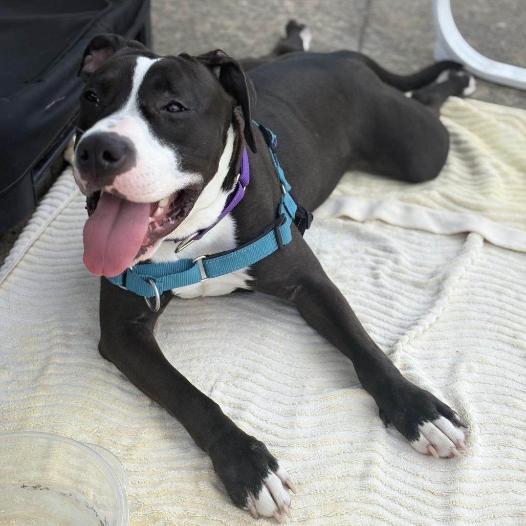 Passion, Adoptable, Young Female Mixed Breed.