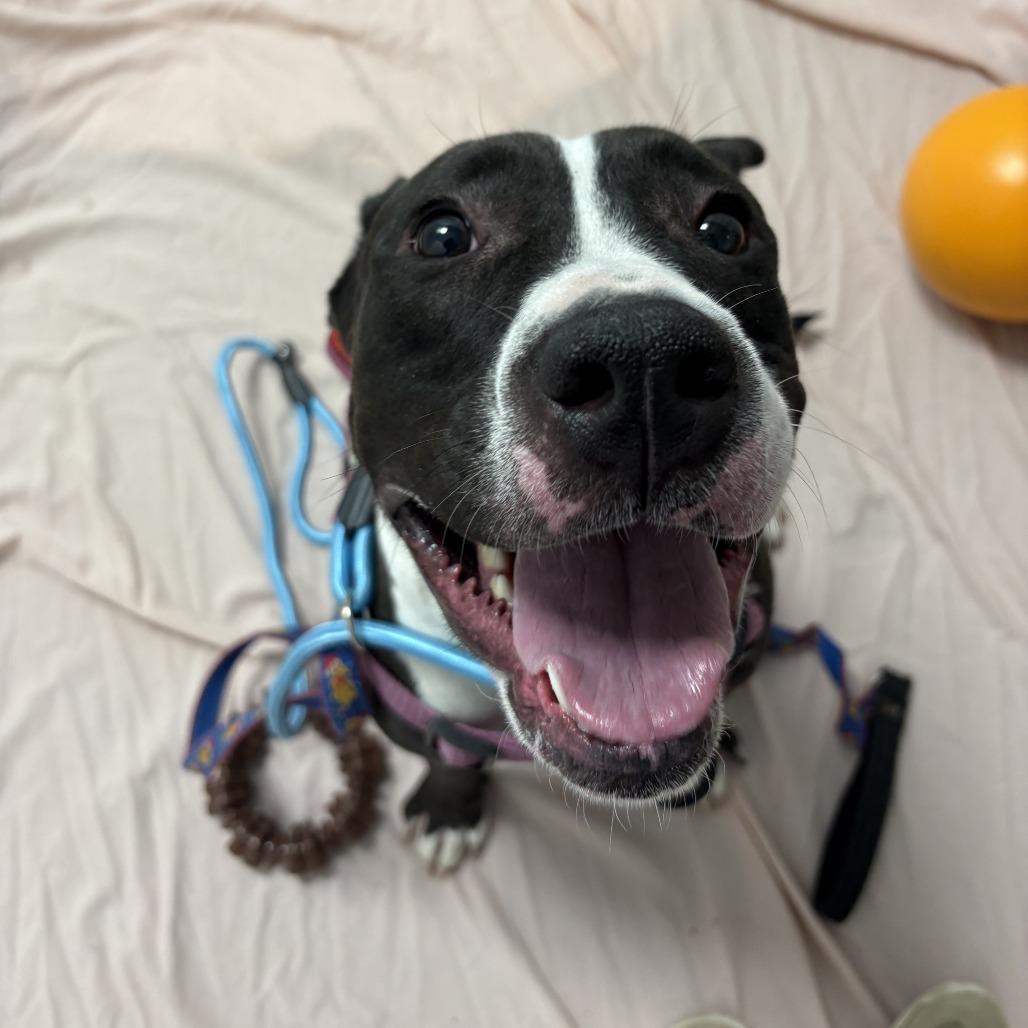 Passion, a Adoptable Mixed Breed in Dover, NH image 2/6