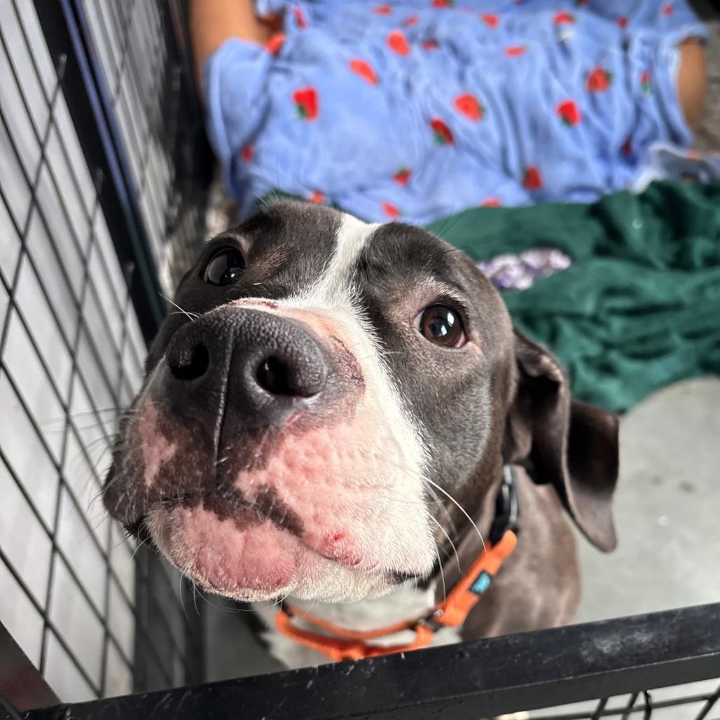 Passion, a Adoptable Mixed Breed in Dover, NH image 3/6