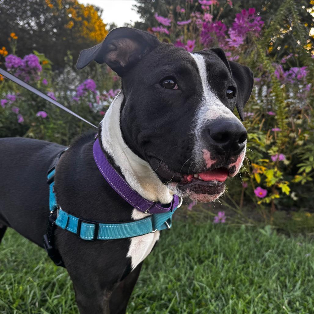 Passion, a Adoptable Mixed Breed in Dover, NH image 3/6