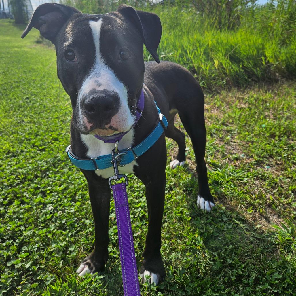 Passion, a Adoptable Mixed Breed in Dover, NH image 4/6