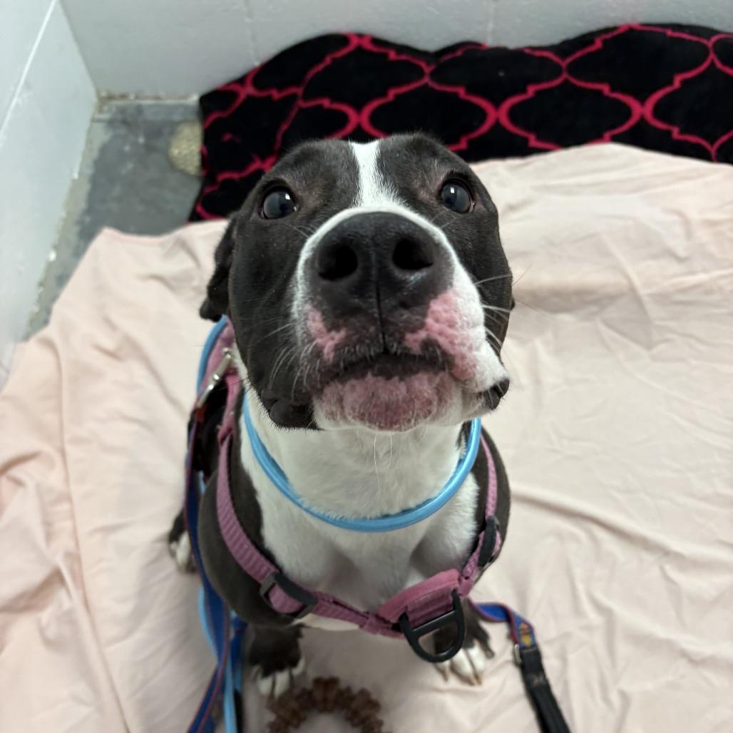 Passion, a Adoptable Mixed Breed in Dover, NH image 5/6