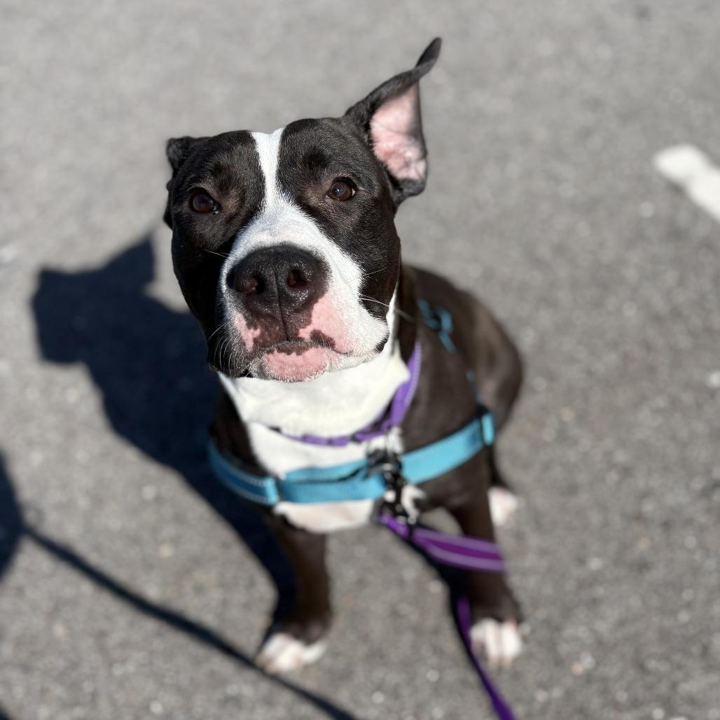 Passion, a Adoptable Mixed Breed in Dover, NH image 6/6