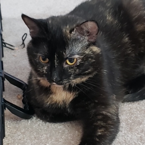 Sophie (Bonded with Hazel), Adoptable, Adult Female Domestic Short Hair.