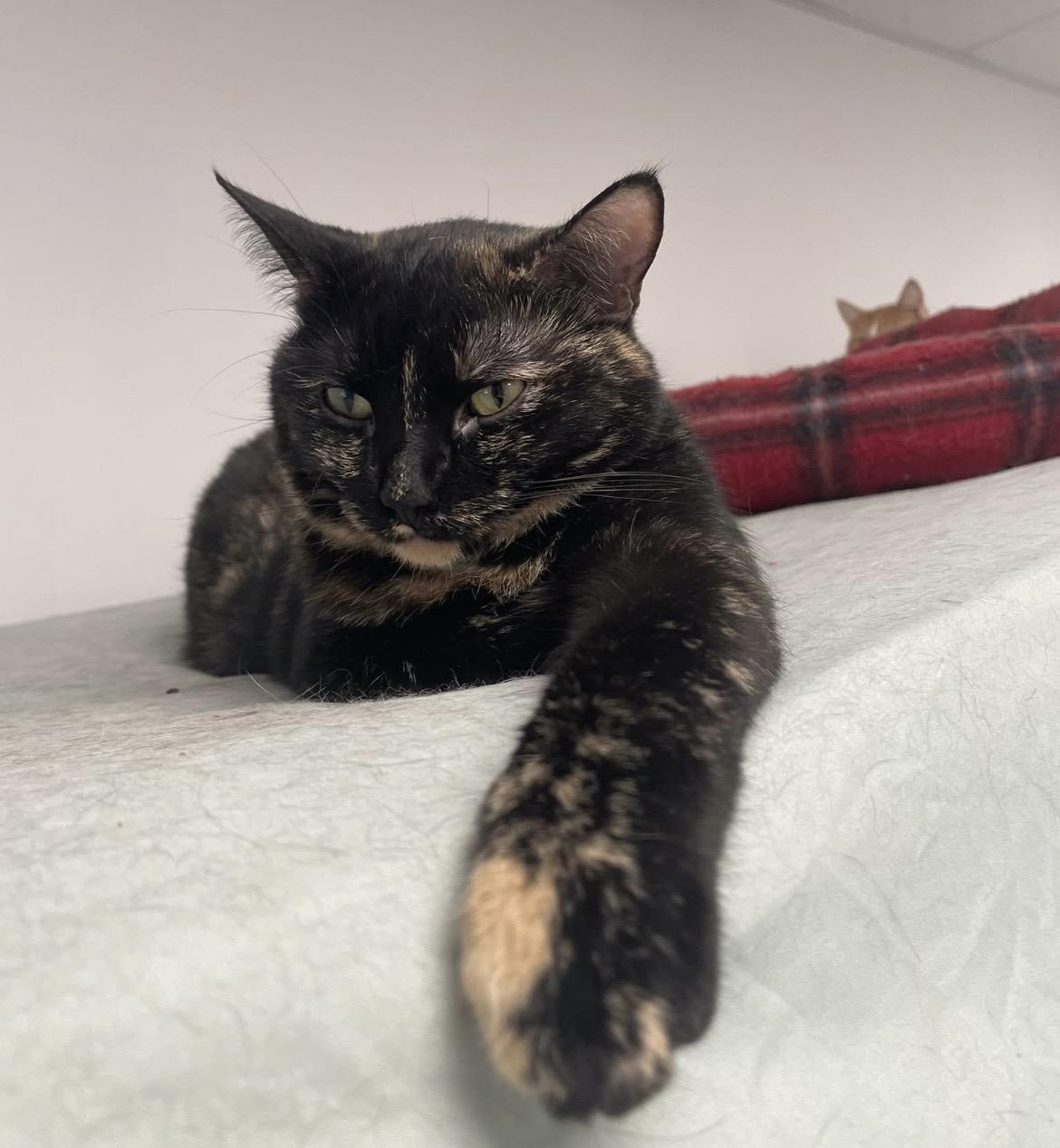 Enlarge Sophie (Bonded with Hazel), a Adoptable Domestic Short Hair in Hudsonville, MI image 6/6