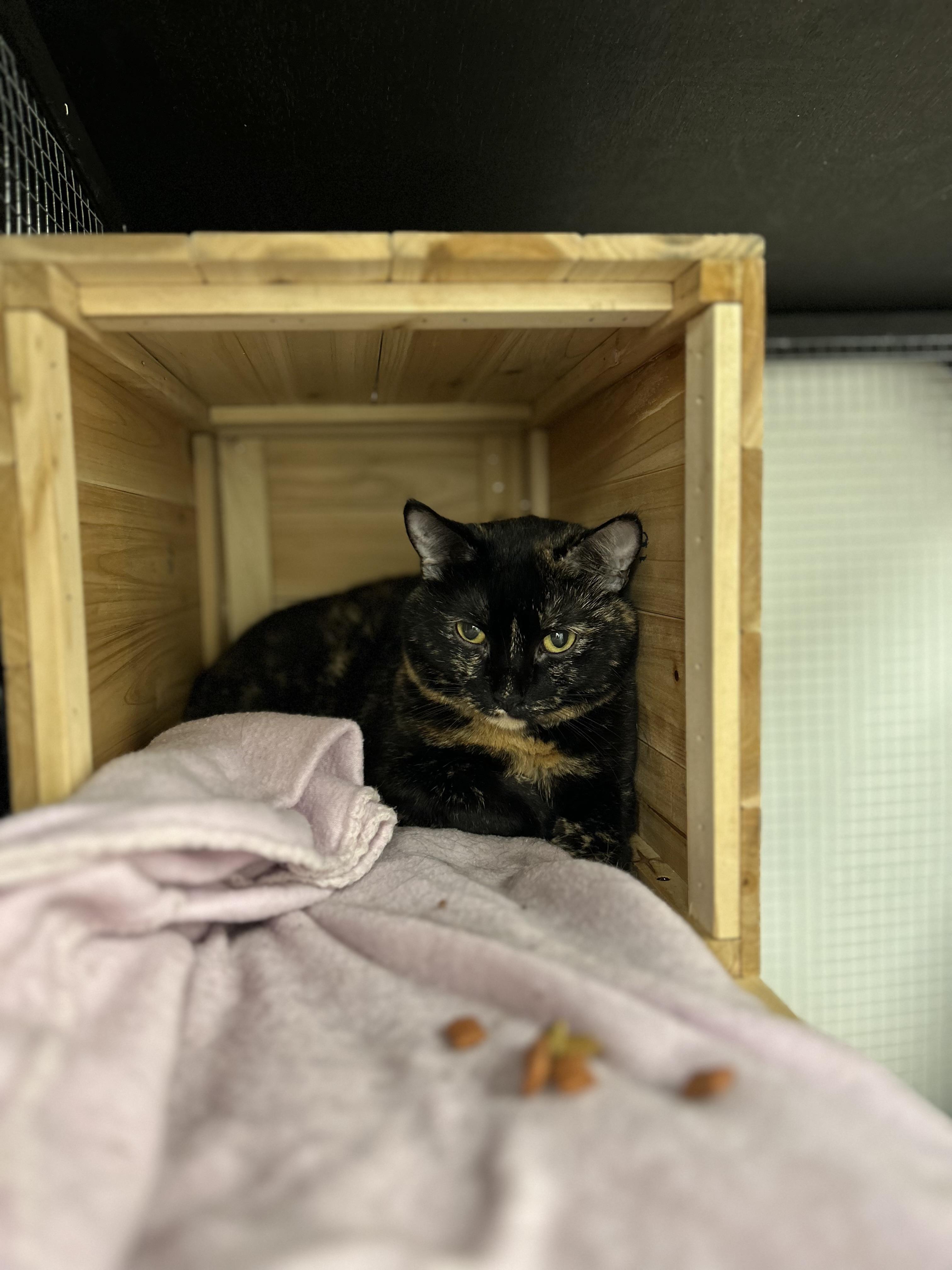 Sophie (Bonded with Hazel) — thumbnail 2