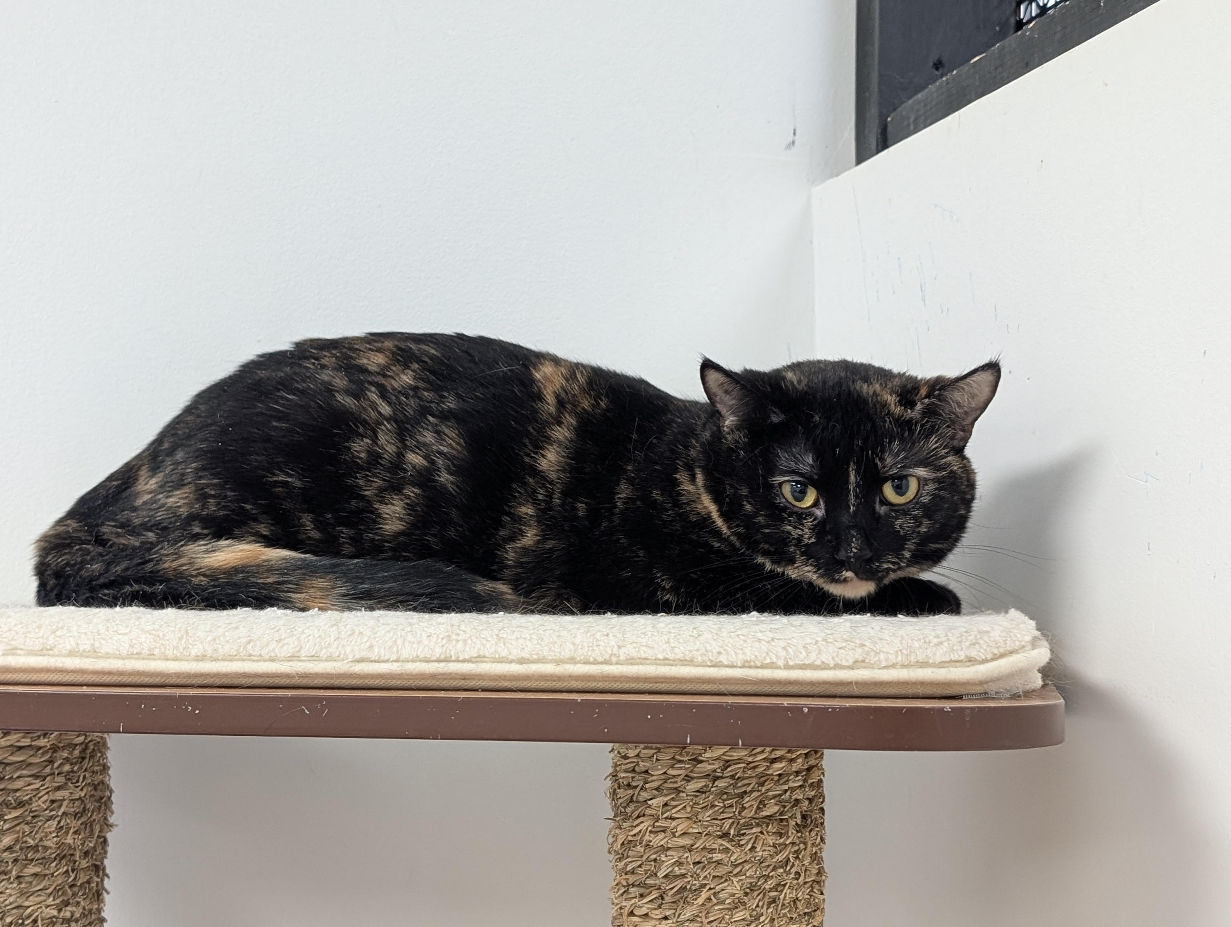 Sophie (Bonded with Hazel), a Adoptable Domestic Short Hair in Hudsonville, MI image 3/5