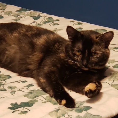 Sophie (Bonded with Hazel), a Adoptable Domestic Short Hair in Hudsonville, MI image 4/5