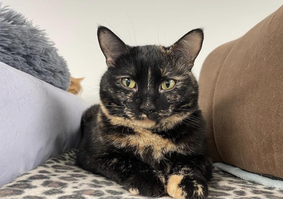 Enlarge Sophie (Bonded with Hazel), a Adoptable Domestic Short Hair in Hudsonville, MI image 2/5