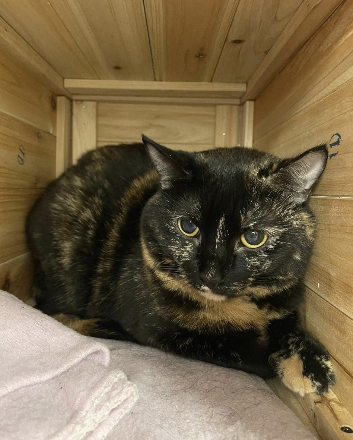 Sophie (Bonded with Hazel) — thumbnail 5