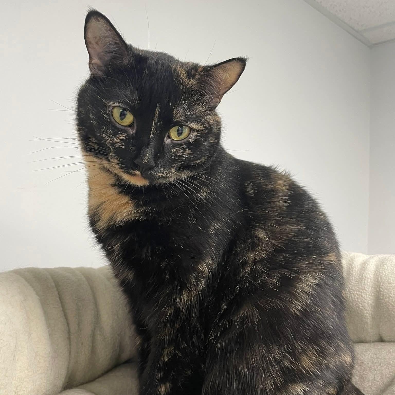 Sophie (Bonded with Hazel), Adoptable, Adult Female Domestic Short Hair.